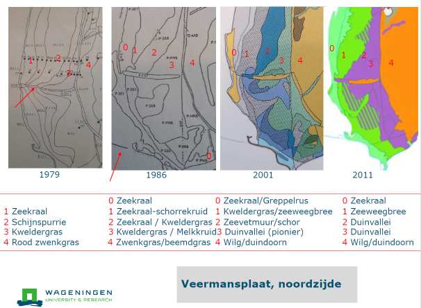 Vegetatie op de noordwestpunt van de Veermansplaat aan de hand van vegetatiekarteringen uit 1979, 1986, 2001 en 2011. De vegetatietypen van de vier kaarten zijn samengevat tot een korte omschrijving en weergegeven voor 5 zones (zone 0 was in 1979 nog niet begroeid, maar is ontstaan na de aanleg van de stenen dammen, zie rode pijl in kaart 1986). De rode pijl in de 1979-kaart geeft een verhoging weer, dat als oriëntatie kan dienen in de andere kaarten.